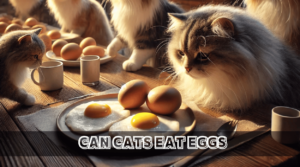 Read more about the article Can Cats Eat Eggs? A Complete Guide to Safely Feeding Eggs to Your Cat