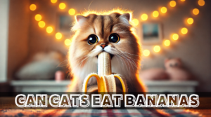 Read more about the article Can Cats Eat Bananas? A Complete Guide to the Benefits, Risks, and Safe Feeding Practices