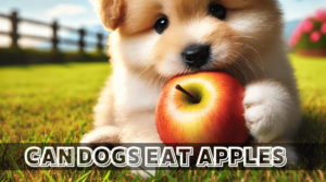 Read more about the article Can Dogs Eat Apples? A Complete Guide to the Benefits, Risks, and Safe Feeding Practices for Your Dog