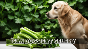 Read more about the article Can Dogs Eat Celery? Health Benefits, Risks, and Safe Feeding Tips