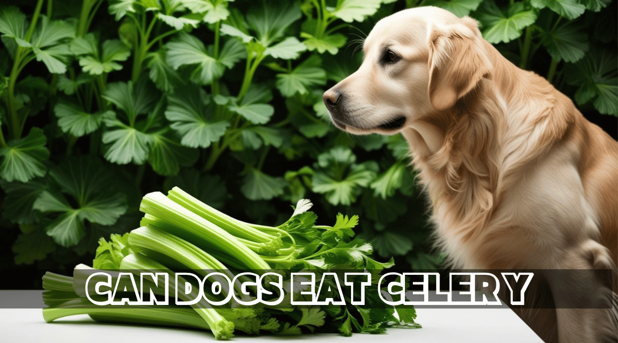 You are currently viewing Can Dogs Eat Celery? Health Benefits, Risks, and Safe Feeding Tips