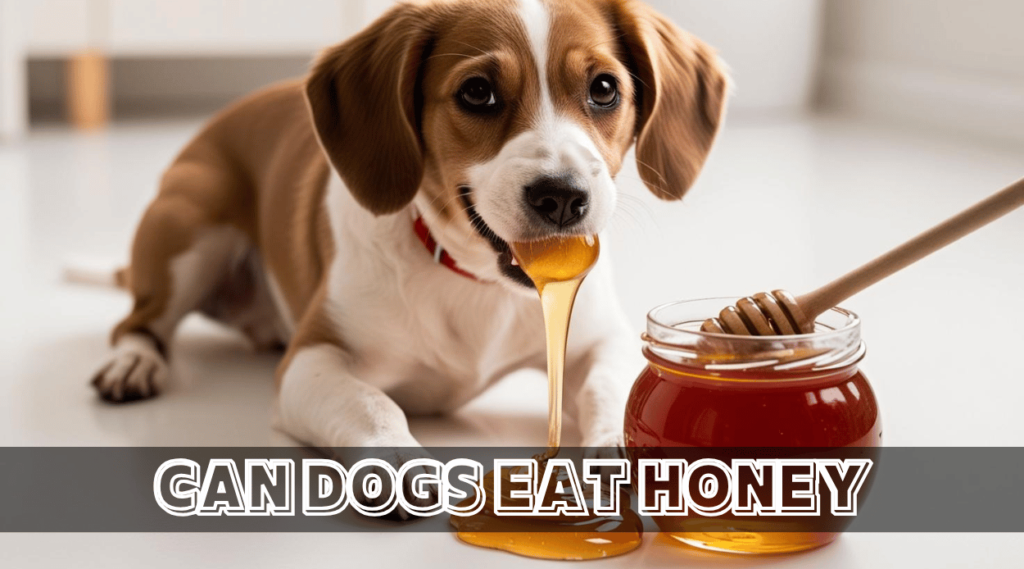 Can Dogs Eat Honey? Benefits, Risks, and Safe Feeding Tips